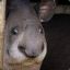 Confused tapir