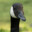 gooseguy49