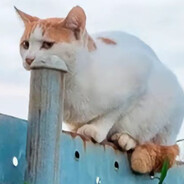 让我怀芸的初笙