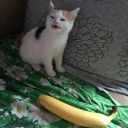 Banana cat