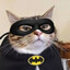 Bat Cat