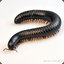 Millipede