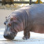 Sir  #HIPPO!