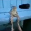 sitting frog