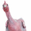 Featherless Biped