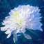 Chrysanthemay
