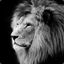 Blvck Lion