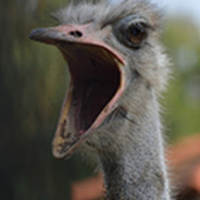 DODO