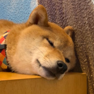 捉派大星的水母