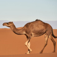 Moonwalking Camel
