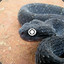 SmallSunSnake
