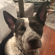 Big Dog Daddy
