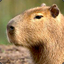 SlightlyUpsetCapybara