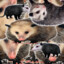 About 70 Virginia Opossums