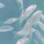 禾鱼or