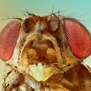 Fly