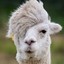 Alpaca #ClashGG