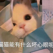 黑玄猫