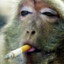 Smokey McChimp