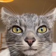 CatLover969