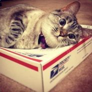 ≡ӍИ₱₦₳₰≡