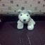 Bluedog