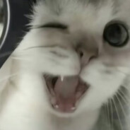 猫猫偷吃你大米