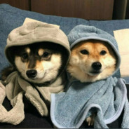 小锐还在努力呀