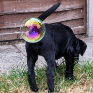 Говяжий дермосбо