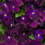 Salma Violet Flower