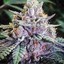 Kosher Kush