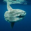 Ocean Sunfish