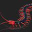 Scolopendra