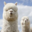 Alpaca