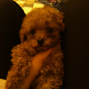 葡萄葡萄葡萄葡萄葡萄