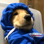 ★ The Dog