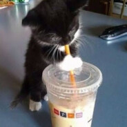 ph0x - steam id 76561199006071663