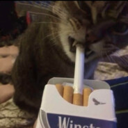 京海市一把手高启强