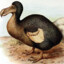 THE LAST DODO
