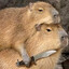 FFantoss_Capybara