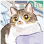 bilicat