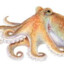 Octodad