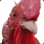 chicken_warfare