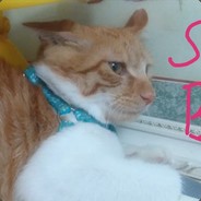 单独守B的道具卡皮巴拉