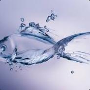 WaterFish