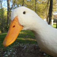 Chungulent