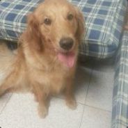 山西临汾地区柯基犬繁殖基地