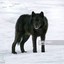 Black wolf