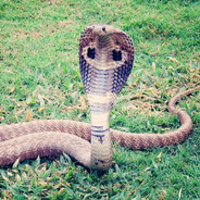 EcoCobra