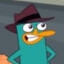 Perry The Platypus?!